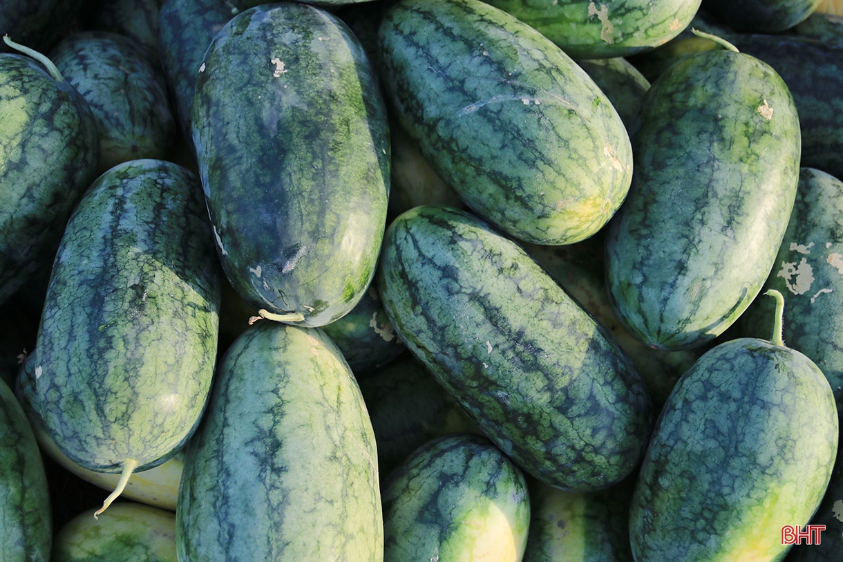 Người “đánh thức” vùng đất cát bạc màu ở Hà Tĩnh ảnh 9 Người “đánh thức” vùng đất cát bạc màu ở Hà Tĩnh