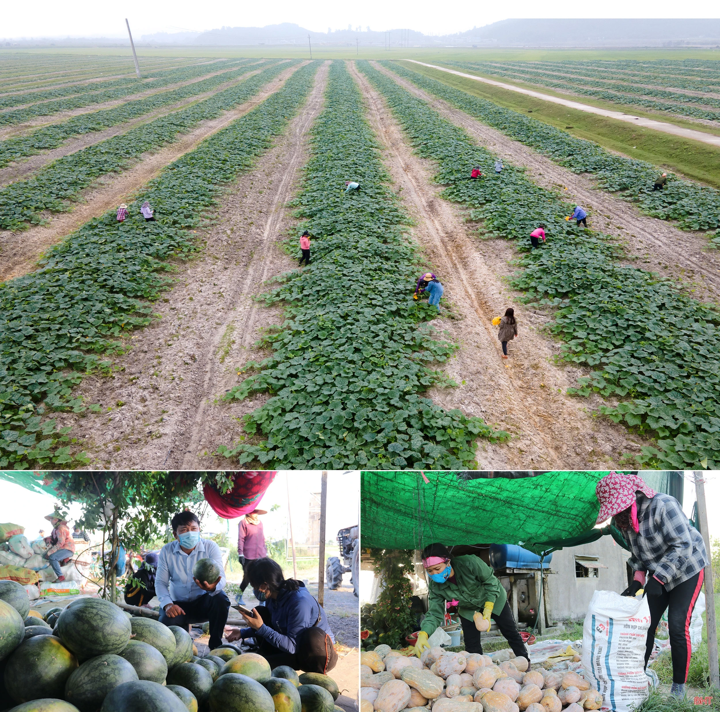 Người “đánh thức” vùng đất cát bạc màu ở Hà Tĩnh