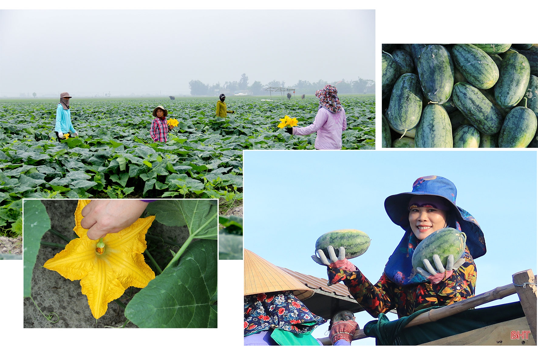 Người “đánh thức” vùng đất cát bạc màu ở Hà Tĩnh