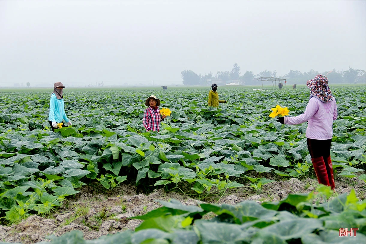 Người “đánh thức” vùng đất cát bạc màu ở Hà Tĩnh