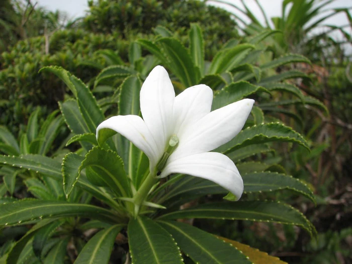 15 loài sinh vật phổ biến đang bị đe dọa tuyệt chủng