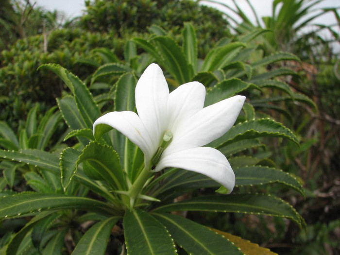 15 loài sinh vật phổ biến đang bị đe dọa tuyệt chủng - Ảnh 15. 15 loài sinh vật phổ biến đang bị đe dọa tuyệt chủng