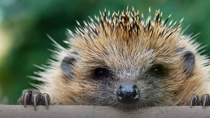 15 loài sinh vật phổ biến đang bị đe dọa tuyệt chủng