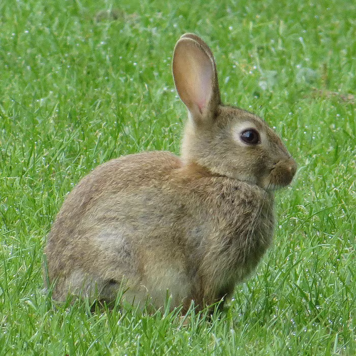 15 loài sinh vật phổ biến đang bị đe dọa tuyệt chủng