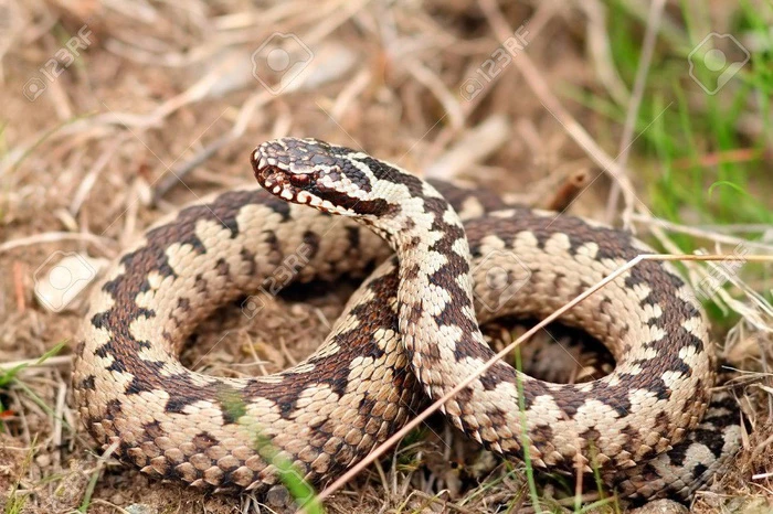 15 loài sinh vật phổ biến đang bị đe dọa tuyệt chủng