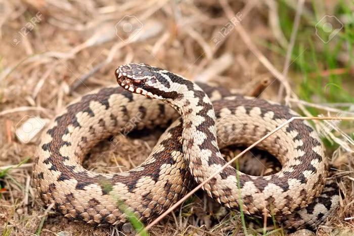 15 loài sinh vật phổ biến đang bị đe dọa tuyệt chủng