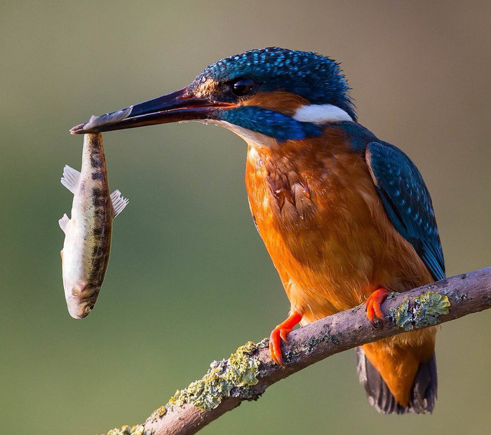 15 loài sinh vật phổ biến đang bị đe dọa tuyệt chủng - Ảnh 2. 15 loài sinh vật phổ biến đang bị đe dọa tuyệt chủng