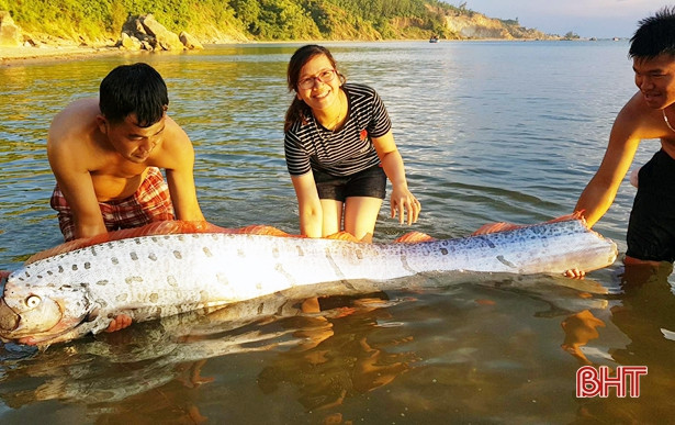 Cá hố rồng “khủng” dạt gần bờ biển Cửa Sót