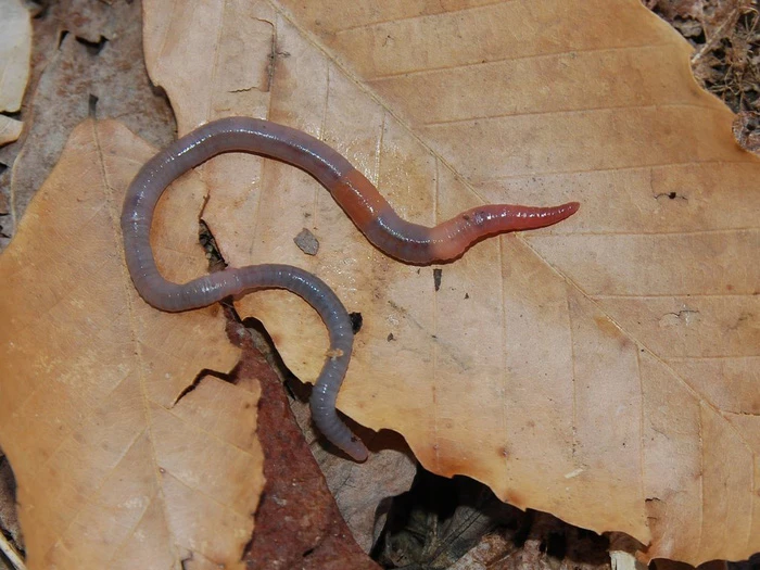 15 loài sinh vật phổ biến đang bị đe dọa tuyệt chủng