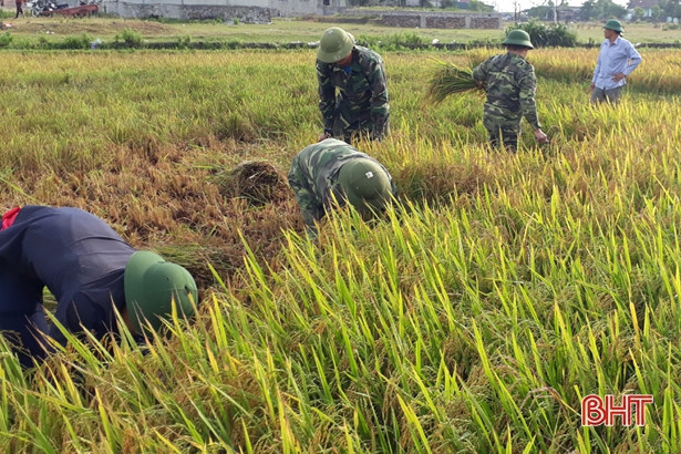 CBCS Đồn Biên phòng Kỳ Khang giúp dân thu hoạch lúa xuân