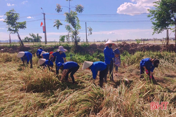 Tuổi trẻ Hà Tĩnh xuống đồng, giúp dân thu hoạch lúa xuân