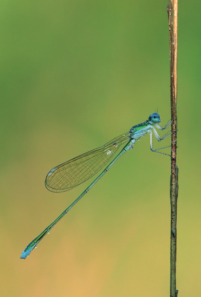 15 loài sinh vật phổ biến đang bị đe dọa tuyệt chủng