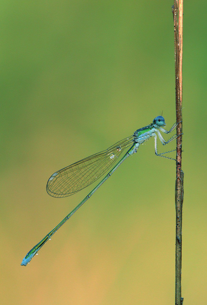 15 loài sinh vật phổ biến đang bị đe dọa tuyệt chủng - Ảnh 6. 15 loài sinh vật phổ biến đang bị đe dọa tuyệt chủng