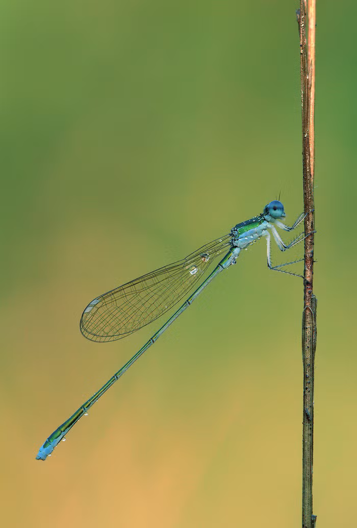 15 loài sinh vật phổ biến đang bị đe dọa tuyệt chủng
