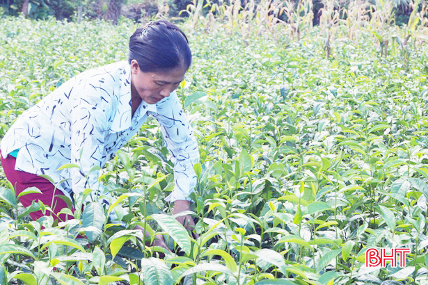 Thu nhập khá từ những vườn chè Cẩm Bào