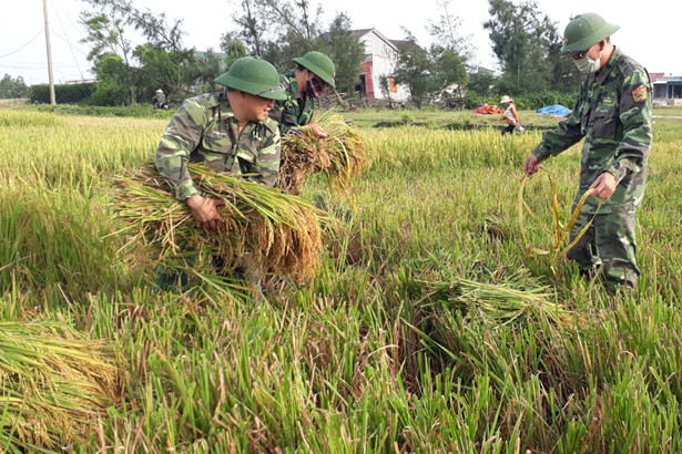 CBCS Đồn Biên phòng Kỳ Khang giúp dân thu hoạch lúa xuân