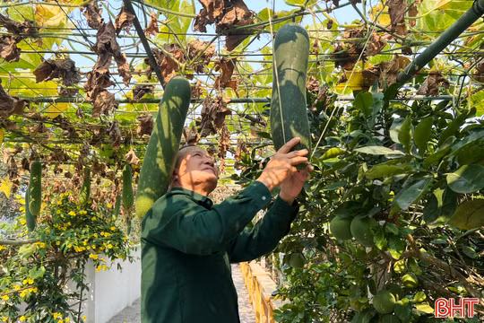 Ngắm những vườn bí xanh trĩu giàn ở Đức Quang