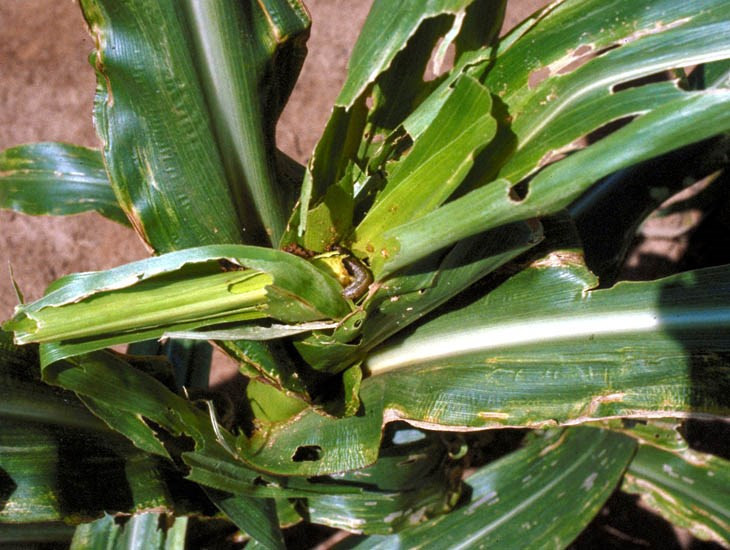 Chủ động điều tra phát hiện loài sâu mới rất nguy hiểm trên thế giới