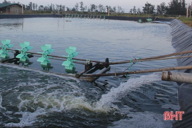 Phòng bệnh - giải pháp căn cốt, bền vững cho tôm nuôi