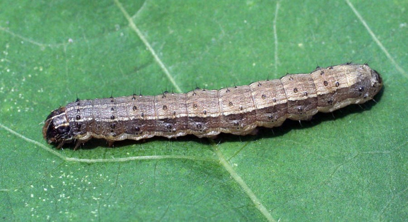 Chủ động điều tra phát hiện loài sâu mới rất nguy hiểm trên thế giới