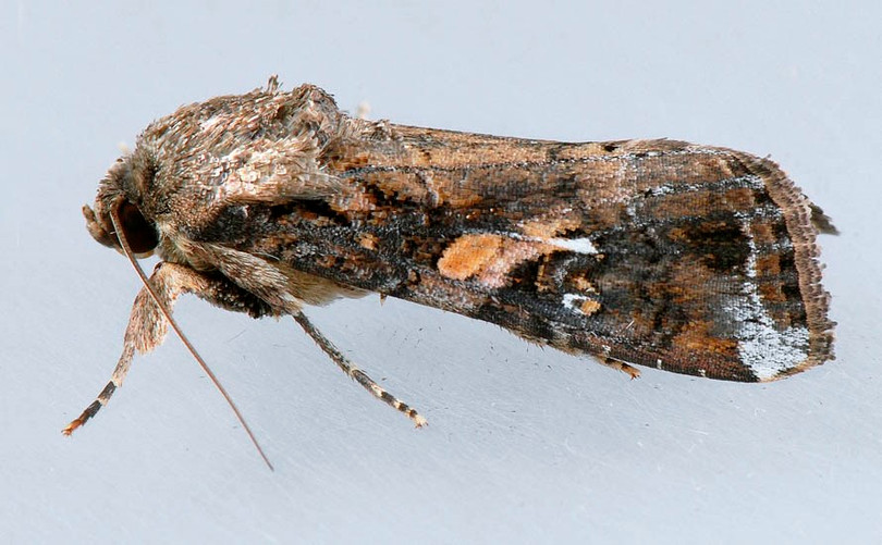 Chủ động điều tra phát hiện loài sâu mới rất nguy hiểm trên thế giới