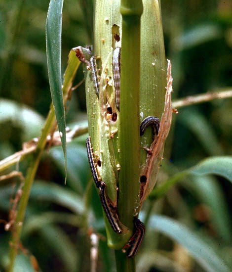 Chủ động điều tra phát hiện loài sâu mới rất nguy hiểm trên thế giới