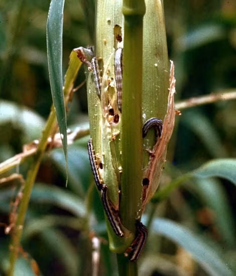 Chủ động điều tra phát hiện loài sâu mới rất nguy hiểm trên thế giới ảnh 7 Chủ động điều tra phát hiện loài sâu mới rất nguy hiểm trên thế giới