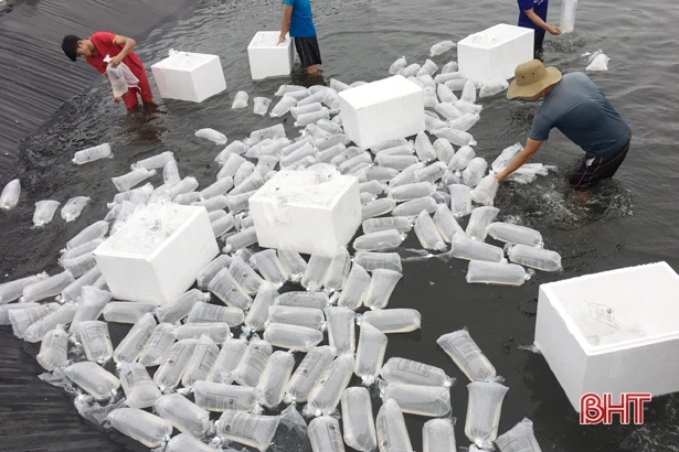 Phòng bệnh - giải pháp căn cốt, bền vững cho tôm nuôi