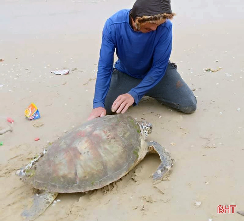 Ngư dân Hà Tĩnh thả rùa biển nặng gần 40kg về môi trường tự nhiên