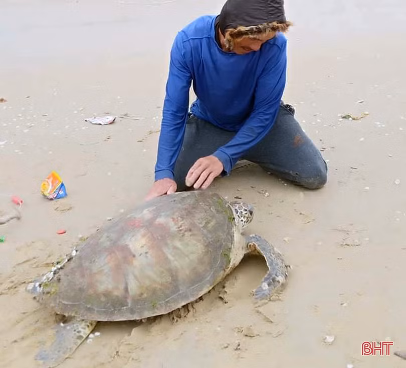 Ngư dân Hà Tĩnh thả rùa biển nặng gần 40kg về môi trường tự nhiên