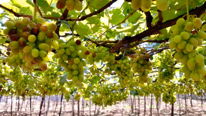 Check- in Lễ hội Nho và vang Ninh Thuận: Chưa bao giờ tưng bừng như thế!