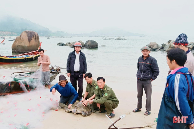 Ngư dân Hà Tĩnh thả rùa biển nặng gần 40kg về môi trường tự nhiên