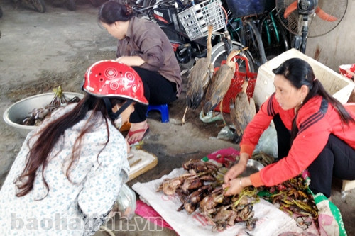 Cẩn trọng để phòng tránh cò, cói mổ vào mắt ảnh 2