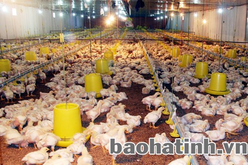 Trang trại gà gia đình anh Hữu cho thu nhập cao