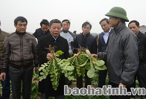 Vùng đất hoang hóa Thạch Văn thích ứng với trồng rau, củ theo công nghệ sinh học