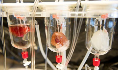 Những sự kiện khoa học chấn động thế giới 2013 ảnh 4