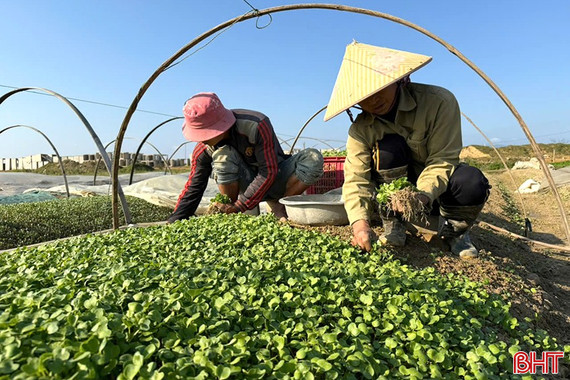 Mùa hái rau cải mầm ở địa bàn ven đô Hà Tĩnh