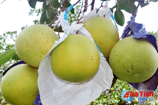 buoi phuc trach dai thang