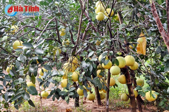 buoi phuc trach dai thang