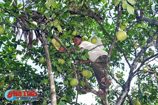buoi phuc trach dai thang