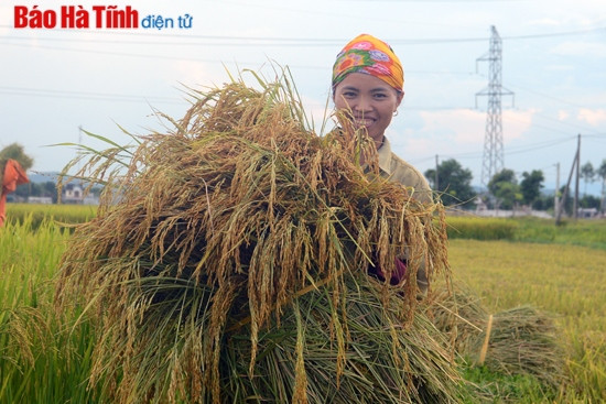 Rộn ràng mùa gặt! ảnh 2