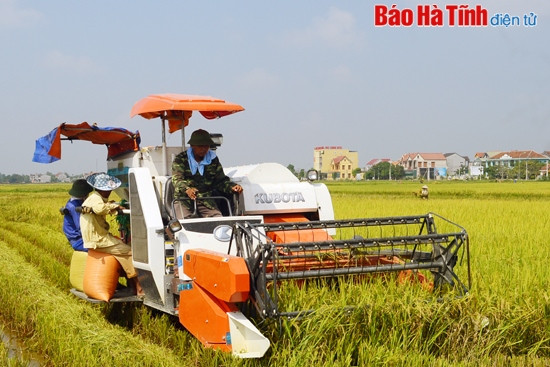 Rộn ràng mùa gặt! ảnh 1