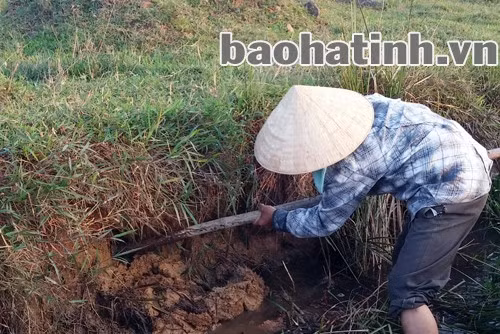 Giai đoạn này, chuột thường trú ngụ và làm ổ ở gò cao hoặc bờ kênh.