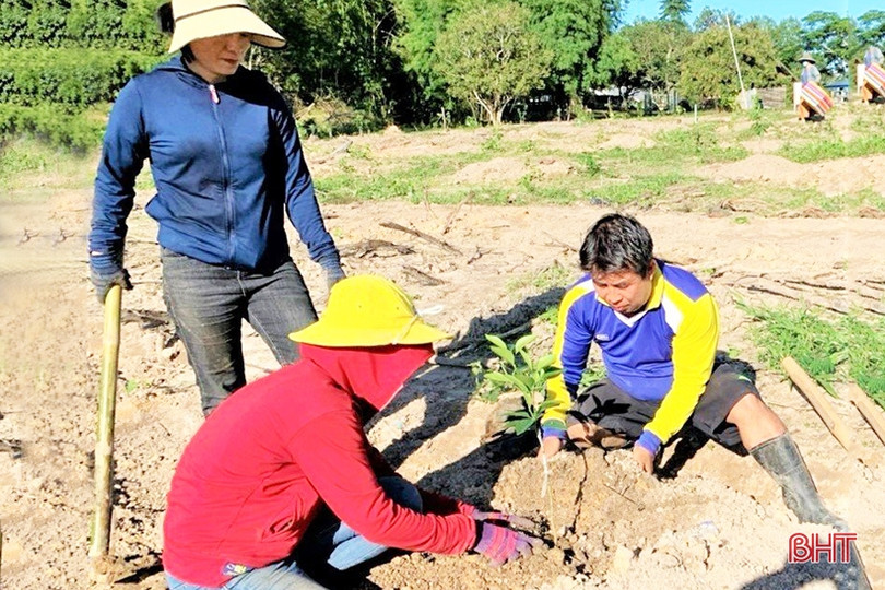 Chuyển giao kỹ thuật, giúp nông dân Lào trồng cam Khe Mây