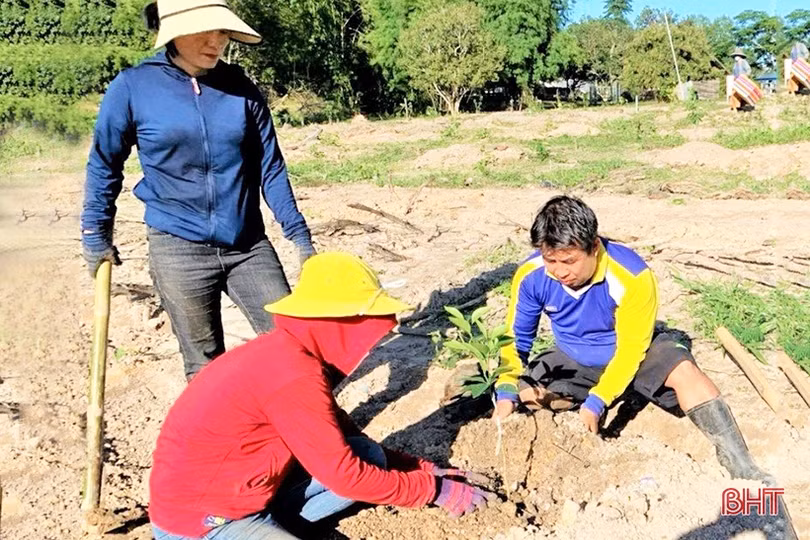 Chuyển giao kỹ thuật, giúp nông dân Lào trồng cam Khe Mây