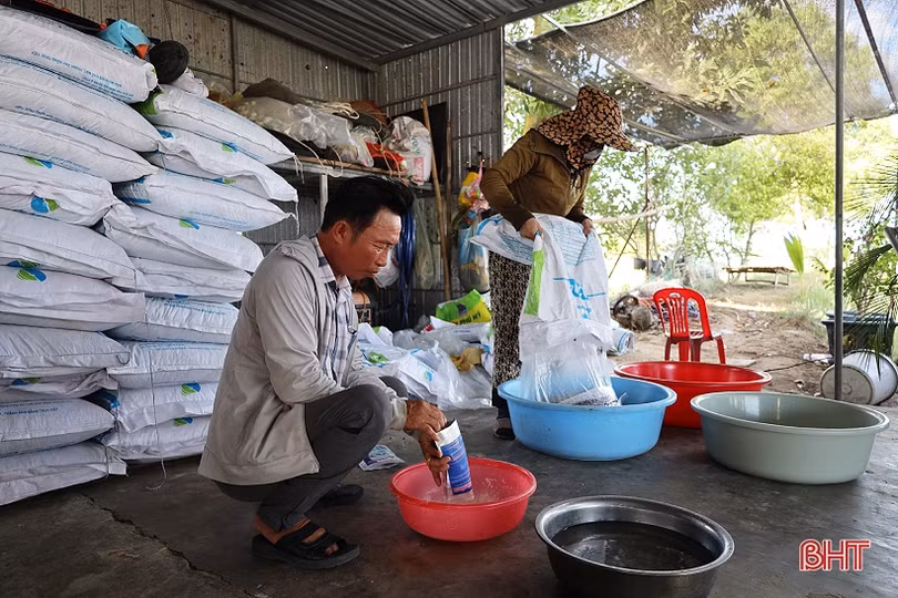 Nuôi cá chim vây vàng cho lợi nhuận hàng trăm triệu đồng