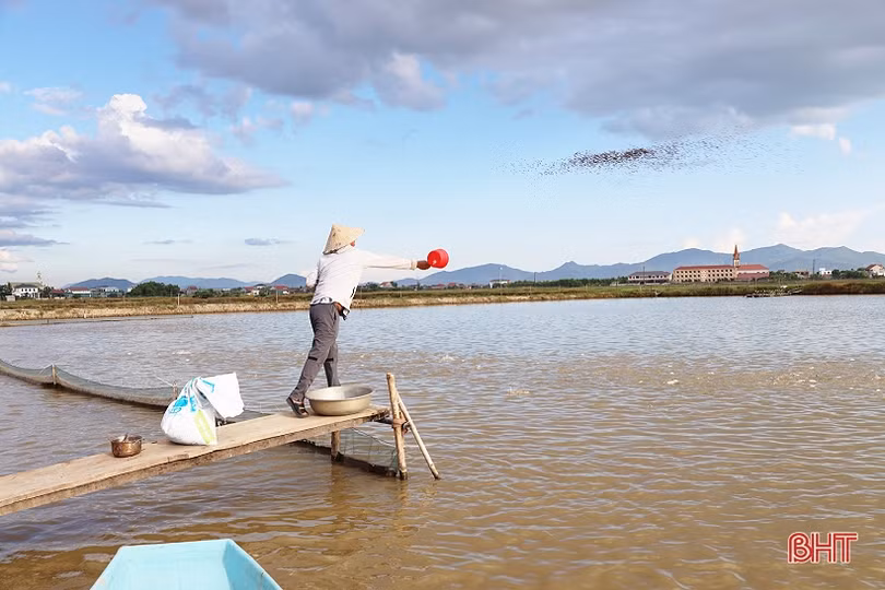 Nuôi cá chim vây vàng cho lợi nhuận hàng trăm triệu đồng