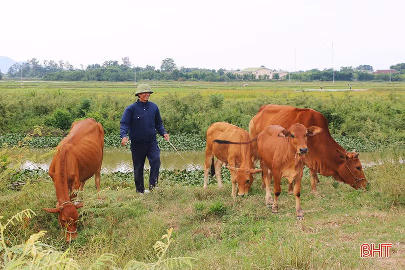 Vợ chồng đồng cam cộng khổ gây dựng trang trại trù phú ở Thạch Hà