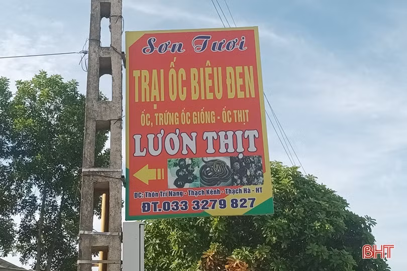 Nuôi ốc bươu đen cho thu nhập hàng trăm triệu đồng