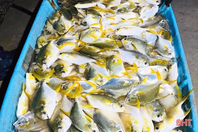 Nuôi cá chim vây vàng cho lợi nhuận hàng trăm triệu đồng